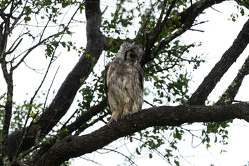 Grand duc de Verreaux,.Ketupa lactea, Verreaux's Eagle Owl