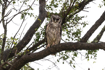 Grand duc de Verreaux,.Ketupa lactea, Verreaux's Eagle Owl