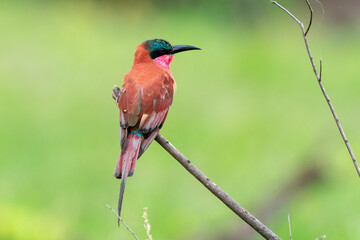 Guêpier carmin,.Merops nubicoides, Southern Carmine Bee eater