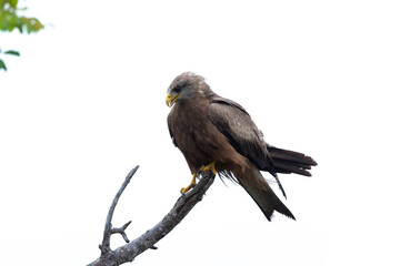 Milan noir, .Milvus migrans, Black Kite