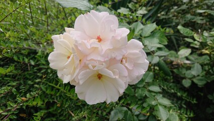 pink and white rose in the garden 