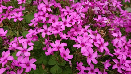 Cute pink flowers of Oxalis articulata in a garden, Pink Woodsorrel
