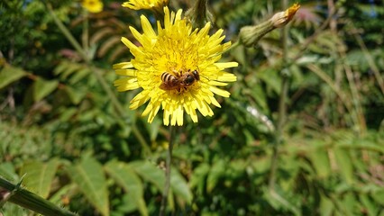Honey bee collecting nectar from a beautiful yellow dandelion flower