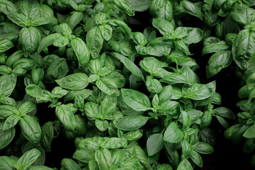 close up of basil seedlings - aromatic plants