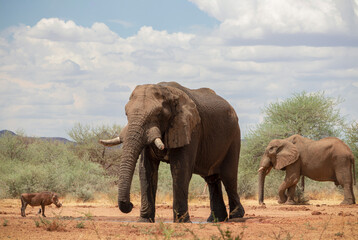 Obraz premium Wild african animals. African Bush Elephants in the grassland on a sunny day.