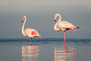 Wild african birds. Group birds of Greater  african flamingos  walking around the blue lagoon on a sunny day