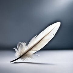 white feather on black