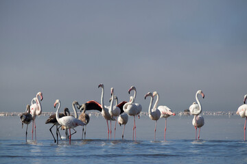 Fototapeta premium Wild african birds. Flock of pink african flamingos walking around the blue lagoon on the background of bright sky on a sunny day.