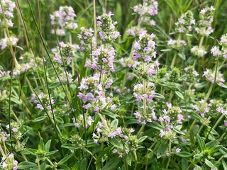 Blooming medicinal plant thyme grows on the lawn