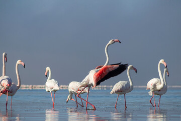 Wild birds. Group birds of white african flamingos  walking around the blue lagoon on a sunny day