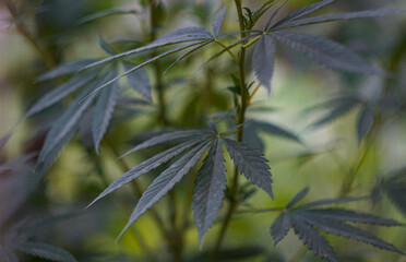 Cannabis leaf buds