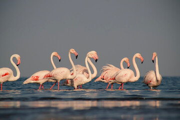 Wild african birds. Group birds of pink african flamingos  walking around the blue lagoon on a sunny day