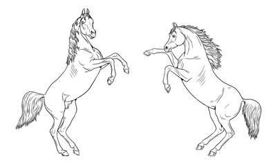 Beautiful arabian horses. Digital drawing of a horse. Equine drawing.	