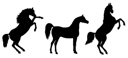Black silhouette of an Arab horse. Equine drawing.	