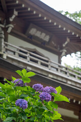 鎌倉246　浄智寺5　紫陽花