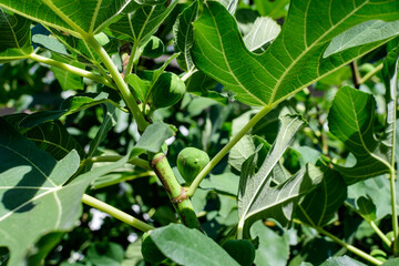 Many large fresh ripe organic figs and green leaves on tree brunches in an orchard in an autumn sunny day, photographed with selective focus.