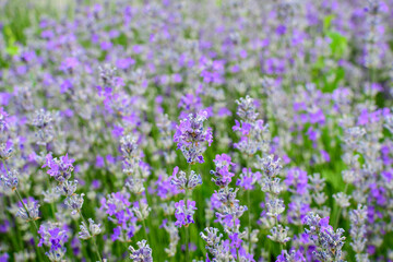Fototapeta premium Many small blue lavender flowers in a garden in a sunny summer day photographed with selective focus, beautiful outdoor floral background.