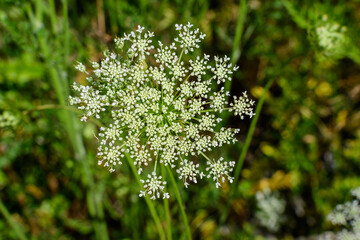 Many delicate white flowers of Anthriscus sylvestris wild perennial plant, commonly known as cow beaked parsley, wild chervil or keck in a forest, outdoor floral background.