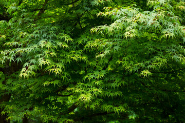 雨に濡れた新緑のモミジ 紅葉
