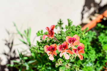 Small vivid pink Pelargonium flowers, known as geraniums, pelargoniums or storksbills, and fresh...