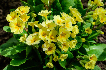 Many light yellow flowers of primula plant also known as cowslip or common cowslip primrose in a sunny spring garden, beautiful outdoor floral background.