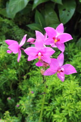 Fototapeta premium Spathoglottis plicata flower plant on nursery