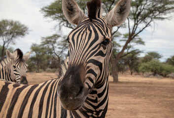 Naklejka premium Wild african life. Namibian zebra standing in the middle of the savannah.