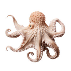 Obraz premium beautiful octopus isolated on white