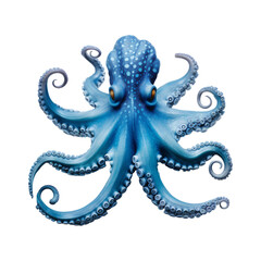 Fototapeta premium beautiful octopus isolated on white