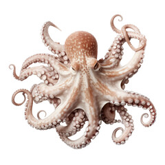 beautiful octopus isolated on white