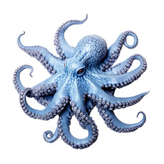 Obraz premium beautiful octopus isolated on white