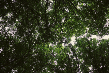 Obraz premium Summer forest. Hiking in the mountains, green forest.