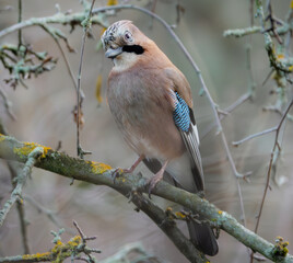 Skeptisch schauender Eichelh&auml;her im Baum