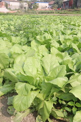 Naklejka premium Spinacia oleracea on farm for harvest