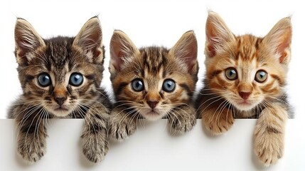 Puppies and kittens peek behind blank banner, ideal for veterinary clinic promotion