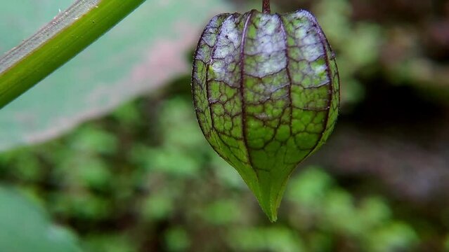 Young Ciplukan fruit or Physalis Angulata which is still wrapped in a unique textured green skin