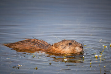 A muskrat lays in the water and eats toward the camera lens on a sunny summer morning.