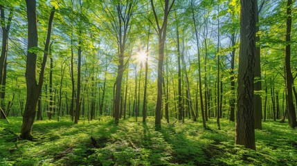 Obraz premium Sunlit Forest Landscape