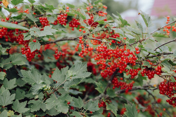 Obraz premium a large red currant bush strewn with red ripe berries. harvest, growing useful plants in the garden, organic food, farm.