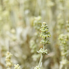 Flora of Gran Canaria -  Sideritis dasygnaphala, white mountain tea of Gran Canaria, endemic, natural macro floral background