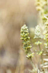 Flora of Gran Canaria -  Sideritis dasygnaphala, white mountain tea of Gran Canaria, endemic, natural macro floral background