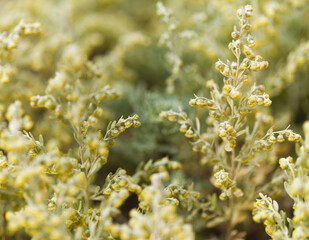 Flora of Gran Canaria - Artemisia thuscula, locally called Incense due to its highly aromatic properties, natural macro floral background
