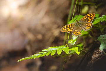 Mariposa maculada sobre hojas verdes (Pararge aegeria)