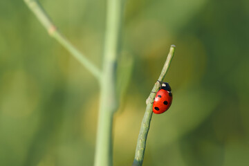 ladybug perching on the plant close-up