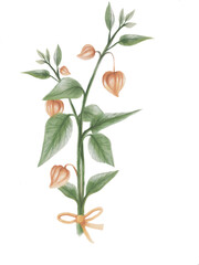 hand drawn watercolor style of morel berry. Morel berry vector art. Morel berry illustration