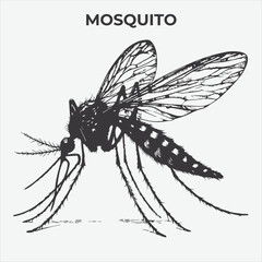 A Clear and Mosquito Lice silhouette for Versatile Applications. Vector Illustration