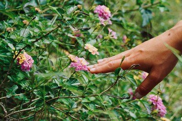 Close-up woman hand touches field flowers in spring.
