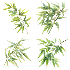Four watercolor illustrations of green bamboo branches against a white background. The branches have delicate leaves and are depicted in a realistic style