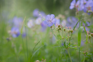 Meadow cranes bill blue, on a flower meadow in summer