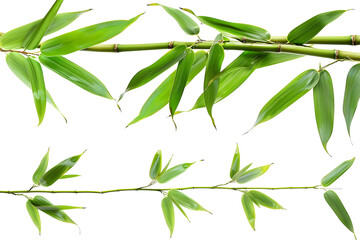 Fototapeta premium Branches of bamboo set isolated on white background
